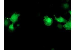 Anti-PNMT mouse monoclonal antibody (ABIN2454516) immunofluorescent staining of COS7 cells transiently transfected by pCMV6-ENTRY PNMT (RC206586). (PNMT 抗体)