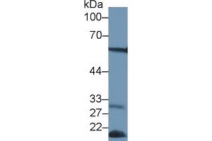 Western Blotting (WB) image for anti-Forkhead Box P3 (FOXP3) (AA 190-412) antibody (ABIN7434260)