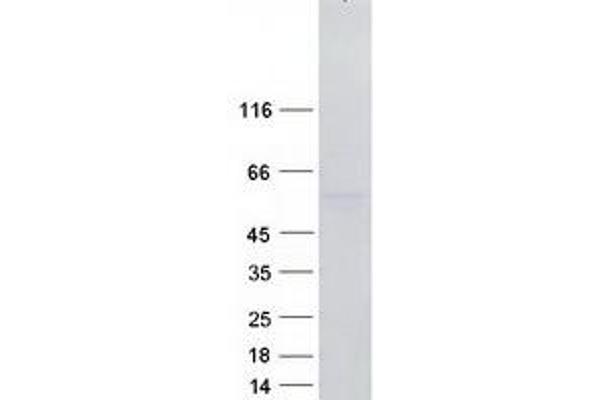 RBMS3 Protein (Transcript Variant 2) (Myc-DYKDDDDK Tag)