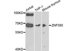 Western blot analysis of extracts of various cells, using ZNF350 antibody. (ZNF350 抗体)