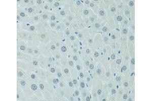 Immunohistochemistry of paraffin-embedded Rat liver using CEBPA Polyclonal Antibody at dilution of 1:100 (40x lens). (CEBPA 抗体)