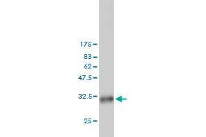 Western Blotting (WB) image for anti-PC4 and SFRS1 Interacting Protein 1 (PSIP1) (AA 1-50) antibody (ABIN564851)