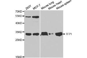 Western blot analysis of extracts of various cell lines, using TFPI antibody (ABIN5970795) at 1/1000 dilution. (TFPI 抗体)
