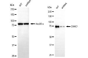 Western blotting analysis using CXXC1 antibody (ABIN7798184).