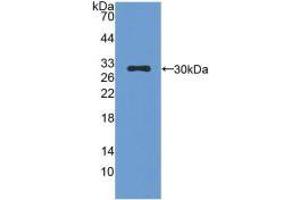 Western blot analysis of recombinant Mouse CMA1. (CMA1 抗体  (AA 9-247))