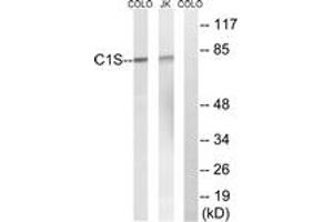 Western blot analysis of extracts from Jurkat/COLO cells, using C1S Antibody. (C1S 抗体  (AA 541-590))