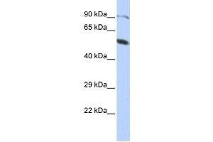 Western Blotting (WB) image for anti-Zinc Finger Protein 641 (ZNF641) antibody (ABIN2458449) (ZNF641 抗体)