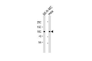 Western blot analysis of lysates from SK-N-MC,Hela cell line (from left to right),using STAT3 Antibody (Ab-705)(ABIN483626 and ABIN1533010). (STAT3 抗体)