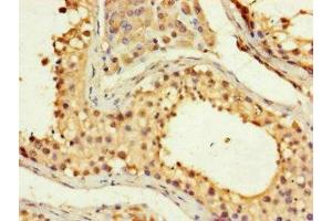 Immunohistochemistry of paraffin-embedded human testis tissue using ABIN7153118 at dilution of 1:100