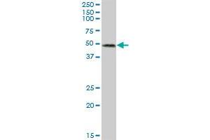 RUFY3 MaxPab polyclonal antibody. (RUFY3 抗体  (AA 1-469))