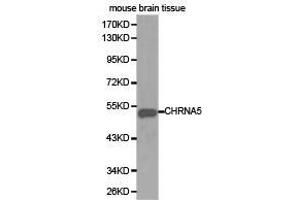Western Blotting (WB) image for anti-Cholinergic Receptor, Nicotinic, alpha 5 (Neuronal) (CHRNA5) antibody (ABIN1871854) (CHRNA5 抗体)