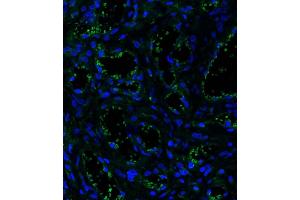 Immunofluorescent analysis of 4 % paraformaldehyde-fixed, 0.