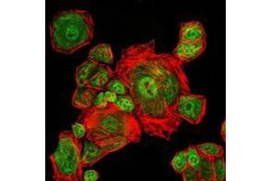 Immunofluorescence analysis of Eca109 cells using CDK1 mouse mAb (green). (CDK1 抗体)