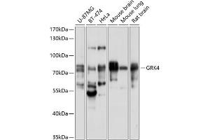 Western blot analysis of extracts of various cell lines, using GRK4 antibody (ABIN6130403, ABIN6141415, ABIN6141416 and ABIN6214602) at 1:1000 dilution. (GRK4 抗体  (AA 359-578))
