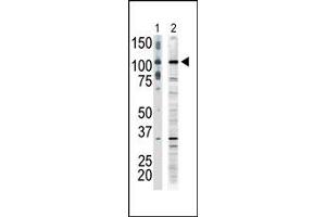 Image no. 1 for anti-Mitogen-Activated Protein Kinase Kinase Kinase 9 (MAP3K9) (C-Term) antibody (ABIN360307) (MAP3K9 抗体  (C-Term))