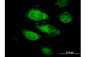 Immunofluorescence of purified MaxPab antibody to ANXA9 on HeLa cell. (Annexin A9 抗体  (AA 1-338))