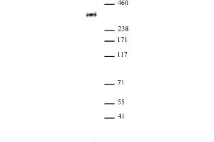 RNA pol II CTD phospho Thr4 antibody pAb tested by Western blot. (Rpb1 CTD 抗体  (pThr4))