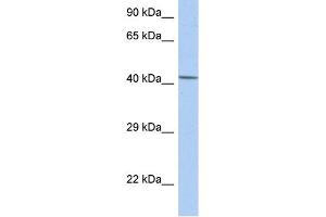 Western Blotting (WB) image for anti-Nuclear Receptor Subfamily 5, Group A, Member 1 (NR5A1) (Middle Region) antibody (ABIN2782282)
