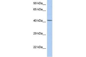 WB Suggested Anti-NR5A1 Antibody Titration:  0. (NR5A1 抗体  (Middle Region))