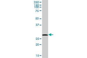 FKBP3 MaxPab polyclonal antibody. (FKBP3 抗体  (AA 1-224))