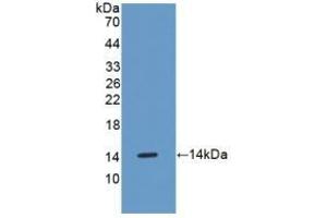 Detection of Recombinant OSM, Mouse using Polyclonal Antibody to Oncostatin M (OSM) (Oncostatin M 抗体  (AA 116-205))