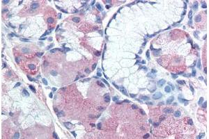 Anti-MUC13 antibody  ABIN960794 IHC staining of human stomach. (MUC13 抗体  (Extracellular Domain))