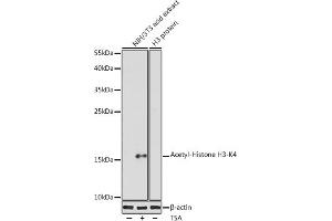 Western blot analysis of extracts of NIH/3T3 cells, using Acetyl-Histone H3-K4 antibody (ABIN7267672) at 1:1000 dilution.