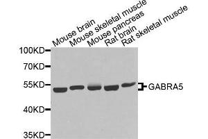 Western blot analysis of extracts of various cell lines, using GABRA5 antibody. (GABRA5 抗体  (AA 32-259))