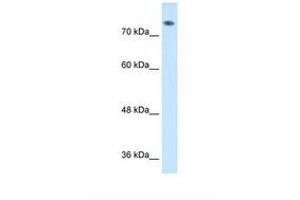 Image no. 1 for anti-Amiloride Binding Protein 1 (Amine Oxidase (Copper-Containing)) (ABP1) (AA 652-701) antibody (ABIN6738009) (DAO 抗体  (AA 652-701))