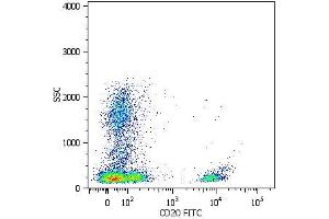 Surface staining of human peripheral blood cells with anti-human CD20 (LT20) FITC. (CD20 抗体  (FITC))