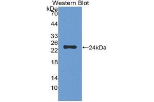 Western Blotting (WB) image for anti-F11 Receptor (F11R) (AA 64-249) antibody (ABIN1868792) (F11R 抗体  (AA 64-249))