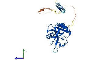Protein Structure (PS) image for C-Type Lectin Domain Family 5, Member A (CLEC5A) (AA 1-190) protein (His tag) (ABIN7556177)