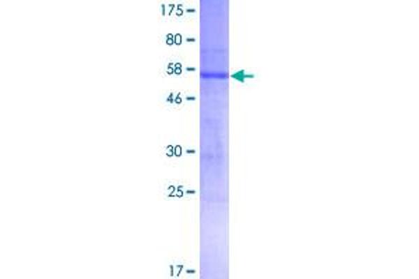 ATP1B3 Protein (AA 1-279) (GST tag)