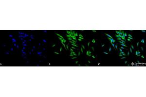 Immunocytochemistry/Immunofluorescence analysis using Mouse Anti-Hsp90 alpha/beta Monoclonal Antibody, Clone K41220A . (HSP90 alpha/beta 抗体  (AA 291-304) (Atto 594))