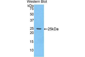 Western Blotting (WB) image for anti-Glypican 4 (GPC4) (AA 220-426) antibody (ABIN1859054) (GPC4 抗体  (AA 220-426))