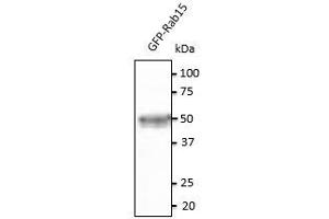Anti-Rab15 Ab at 1/500 dilution, 293HEK transfected With GFP- Rab15, lysates at 20 µg per Iane, rabbit polyclonal to goat lgG(HRP) at 1/10,000 dilution, (RAB15 抗体  (C-Term))