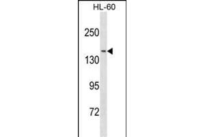 NCOA3 Antibody (N-term) (ABIN1881566 and ABIN2838818) western blot analysis in HL-60 cell line lysates (35 μg/lane). (NCOA3 抗体  (N-Term))