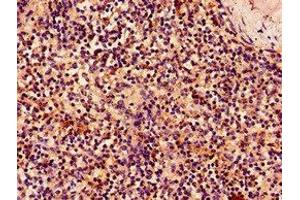 Immunohistochemistry of paraffin-embedded human spleen tissue using ABIN7161645 at dilution of 1:100 (KLRK1 抗体  (AA 73-216))