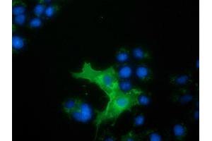 Anti-L1CAM mouse monoclonal antibody (ABIN2453224) immunofluorescent staining of COS7 cells transiently transfected by pCMV6-ENTRY L1CAM (RC211601). (L1CAM 抗体)