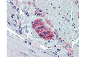 Anti-TUBB2A antibody IHC of human small intestine, myenteric plexus. (TUBB2A 抗体  (AA 254-303))