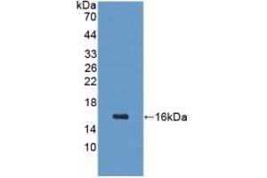 Detection of Recombinant GHRH, Mouse using Polyclonal Antibody to Growth Hormone Releasing Hormone (GHRH) (GHRH 抗体  (AA 20-97))