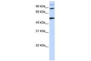 COG4 antibody used at 1 ug/ml to detect target protein. (COG4 抗体  (Middle Region))