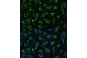 Immunofluorescence (IF) image for anti-ATP Synthase, H+ Transporting, Mitochondrial F1 Complex, gamma Polypeptide 1 (ATP5C1) (AA 26-298) antibody (ABIN7265723)