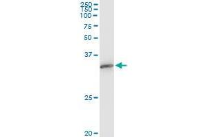 Immunoprecipitation (IP) image for anti-Exosome Component 3 (EXOSC3) (AA 1-275) antibody (ABIN565512)