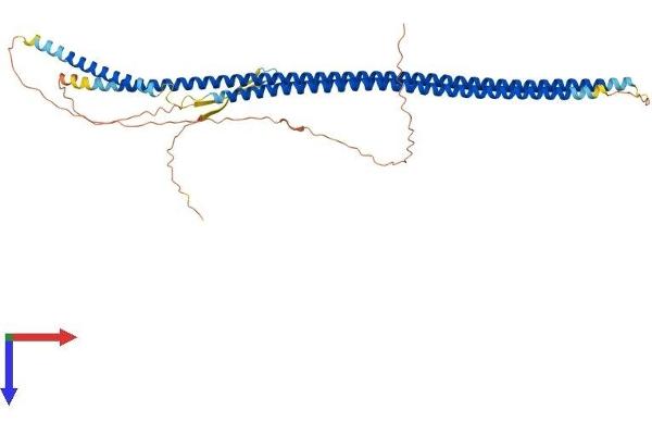 Keratin 26 Protein (KRT26) (AA 1-468) (His tag)