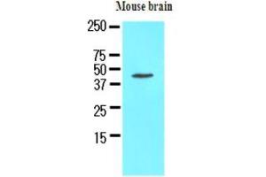 Western Blotting (WB) image for anti-Homer Homolog 1 (HOMER1) (AA 1-354), (N-Term) antibody (ABIN371874) (HOMER1 抗体  (N-Term))