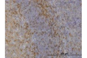 Image no. 1 for anti-Mitogen-Activated Protein Kinase 12 (MAPK12) (AA 251-368) antibody (ABIN598915) (MAPK12 抗体  (AA 251-368))