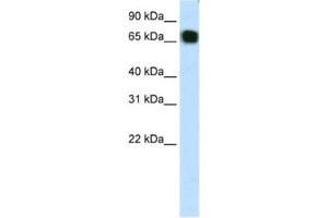 Western Blotting (WB) image for anti-Zinc Finger Protein 64 (ZFP64) antibody (ABIN2461889) (ZFP64 抗体)