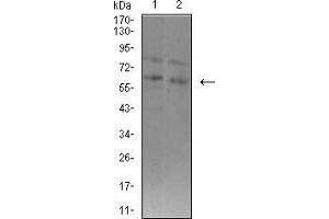 Western Blotting (WB) image for anti-Set1/Ash2 Histone Methyltransferase Complex Subunit ASH2 (ASH2L) (AA 493-628) antibody (ABIN5542582)