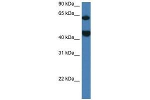 Western Blot showing Lpcat2 antibody used at a concentration of 1. (LPCAT2 抗体  (N-Term))